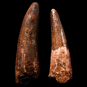 Natural History - Fossil Spinosaurus Teeth