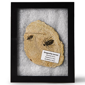 Natural History - Fossil Dragon Fly Larvae