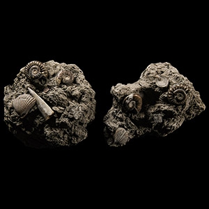 Natural History - Oxynotum Zone Fossil Accumulation Group