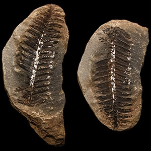 Natural History - Fossil Fern Nodules