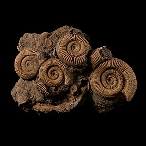 Natural History - Fossil Dactylioceras Ammonites