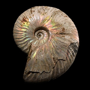 Natural History - Fossil Ammonite with Iridescence