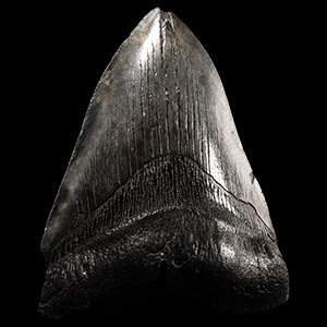 Natural History - Megalodon Giant Shark Fossil Tooth