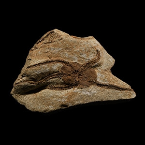 Natural History - Fossil Brittle Star