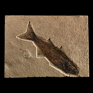 Natural History - Mioplosus Fossil Fish
