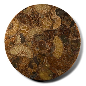 Natural History - Polished Fossil Ammonite Platter