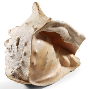 Natural History - Large Conch Shell