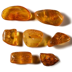 Natural History - Insects in Baltic Amber Group