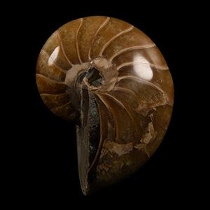 Natural History - Polished Fossil Nautilus