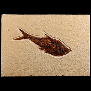 Natural History - Fossil Diplomystus Fish