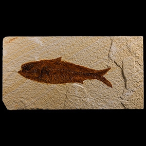 Natural History - Knightia Fossil Fish