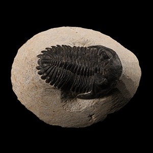 Natural History - Fossil Mesacristata Trilobite