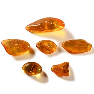 Natural History - Insects in Baltic Amber Group