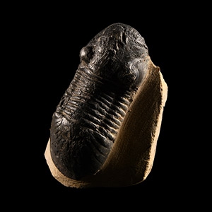 Natural History - Fossil Spatulformis Trilobite