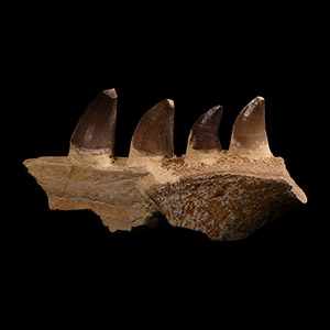 Natural History - Mosasaur Fossil Partial Jaw with Teeth