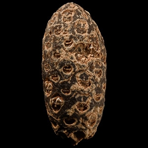 Natural History - Fossil Pine Cone