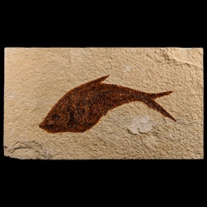 Natural History - Fossil Diplomystus Fish