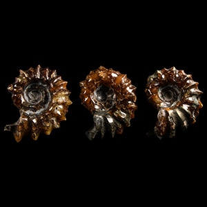 Natural History - Polished Douvilleiceras Ammonite Group