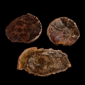 Natural History - Fossilised Wood Slice Group