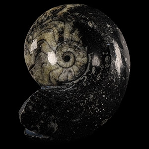 Natural History - Fossil Sporadoceras Goniatite