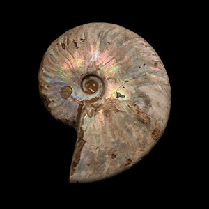 Natural History - Cleoniceras Fossil Ammonite