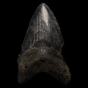 Natural History - Megalodon Giant Shark Fossil Tooth