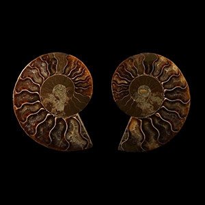 Natural History - Cut and Polished Fossil Ammonite