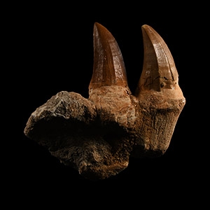 Natural History - Mosasaur Fossil Partial Jaw with Teeth
