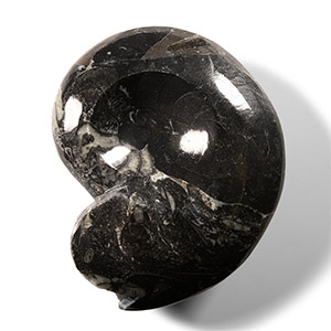 Natural History - Fossil Sporadoceras Goniatite