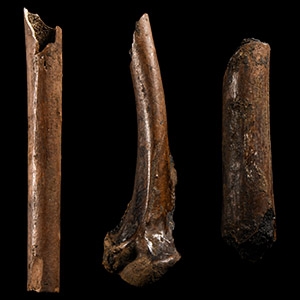 Natural History - Fossil Bird Bone Group