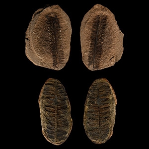 Natural History - Fossil Seed Fern Pair