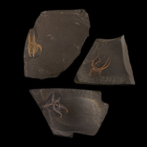 Natural History - Fossil Brittle Star Group