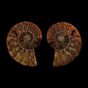 Natural History - Cut and Polished Fossil Ammonite