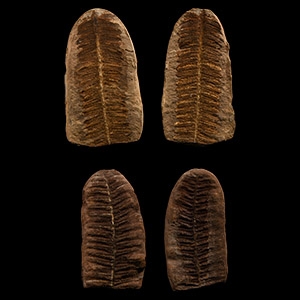 Natural History - Fossil Seed Fern Pair