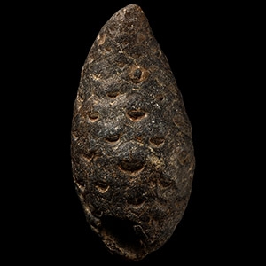Natural History - Fossil Pine Cone