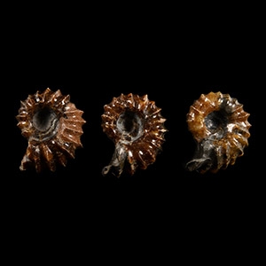 Natural History - Fossil Douvilleiceras Ammonite Group