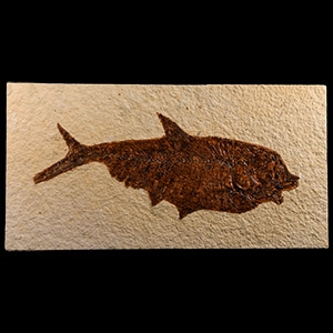 Natural History - Fossil Diplomystus Fish