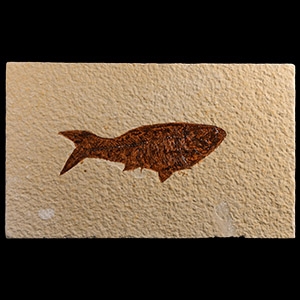 Natural History - Knightia Fossil Fish