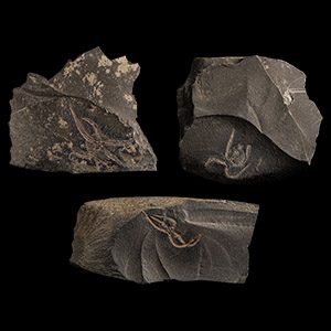 Natural History - Fossil Brittle Star Group