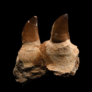 Natural History - Mosasaur Fossil Partial Jaw with Teeth