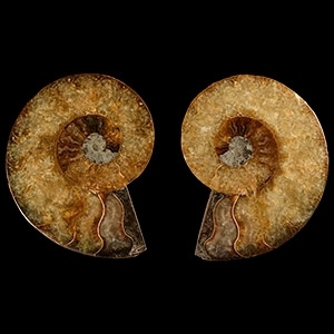 Natural History - Cut and Polished Fossil Ammonite