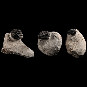 Natural History - Fossil Morocops Trilobite Group