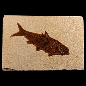 Natural History - Knightia Fossil Fish