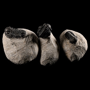 Natural History - Fossil Morocops Trilobite Group