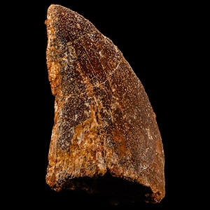 Natural History - Fossil African T-rex Dinosaur Tooth