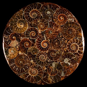 Natural History - Fossil Ammonite Plate