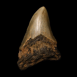 Natural History - Megalodon Giant Shark Fossil Tooth
