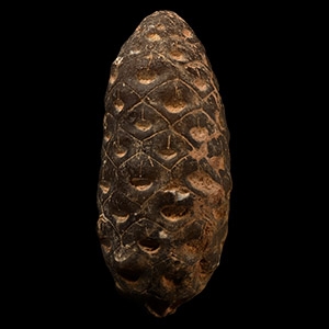 Natural History - Fossil Pine Cone