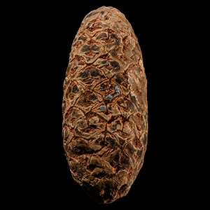 Natural History - Fossil Pine Cone