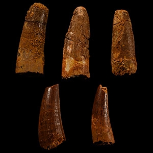Natural History - Spinosaurus Dinosaur Fossil Tooth Group